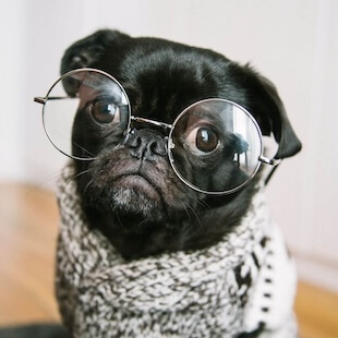 Pet Diagnostic Services in Williams