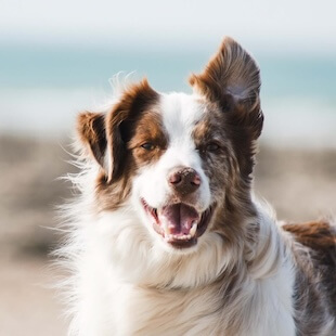 Dog Services in Williams