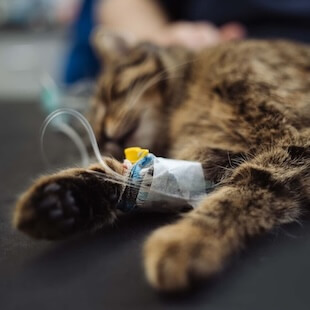 Emergency Pet Services in Williams