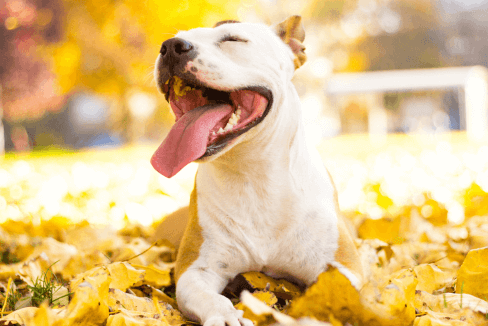 pitbull in sun