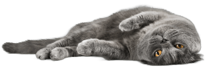 age cat_laying_on_floor