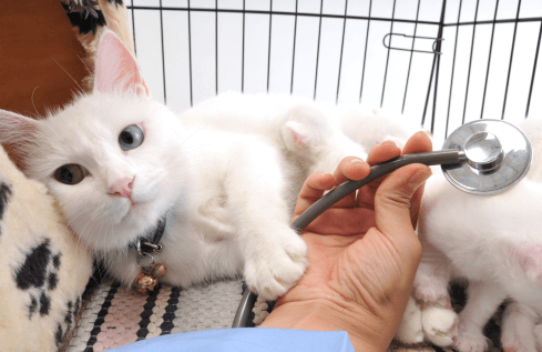 cat vaccines